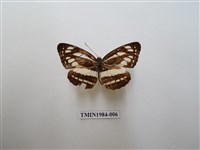 藏品(小環蛺蝶)的圖片